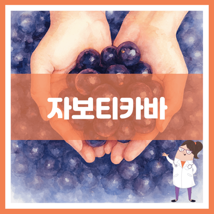  자보티카바 효능 섭취방법 부작용
