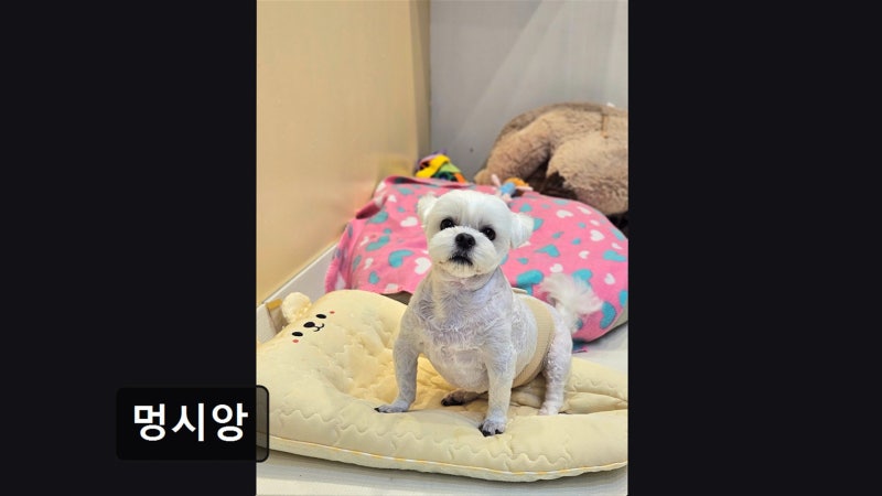 사진 10