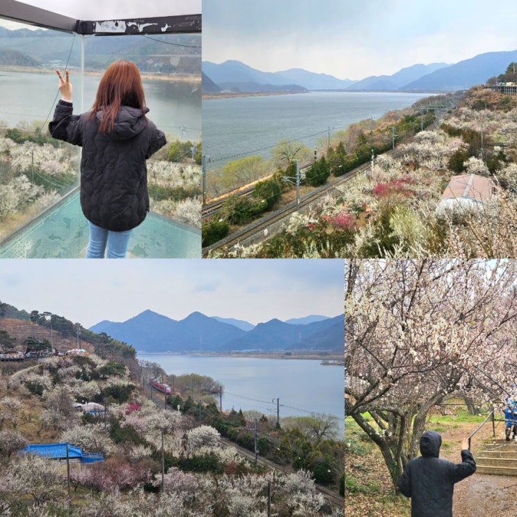  부산근교 매화 명소 양산 순매원 봄꽃구경 (봄축제 2026 원동매화축제 종료)