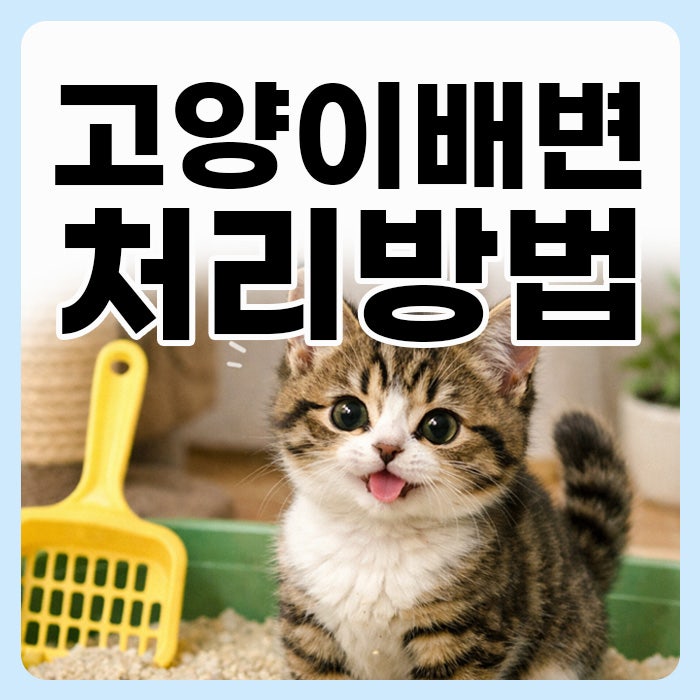 고양이 똥 배변 분리수거 어떻게 처리 방법 알려드릴게요!