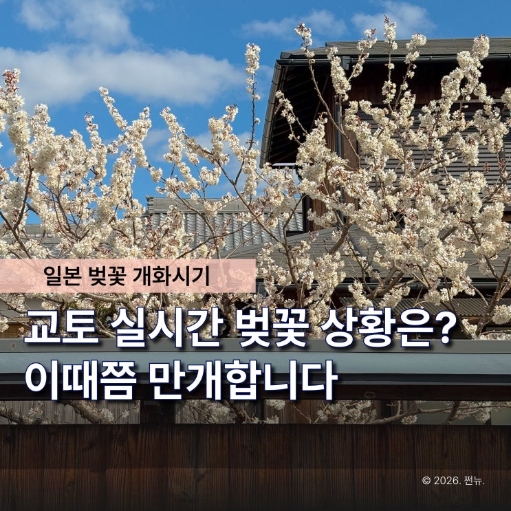  “교토 벚꽃 개화시기는 언제?" 3월 여행 날짜 잘못잡으면 만개 놓쳐요