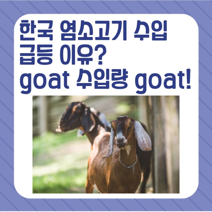 goat 수입량 고트! 한국으로... 최근 급등한  이유? (<b>goat 뜻</b> 포함)