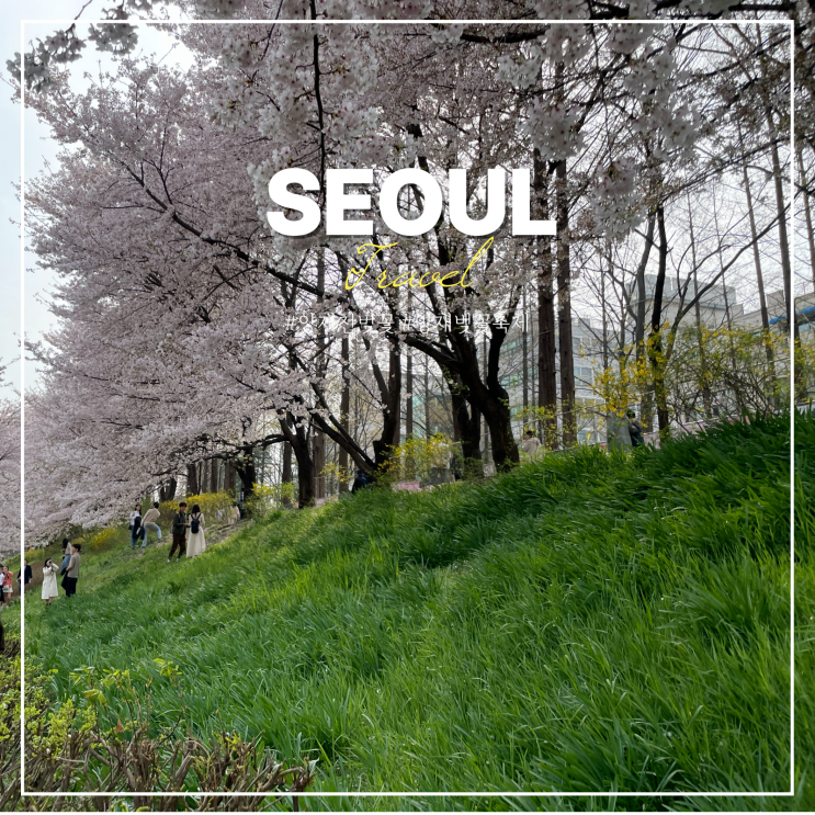  양재천 벚꽃 축제 개화시기 양재시민의숲 러닝코스