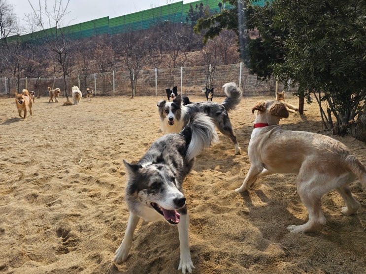  성남애견호텔 라드독에서 진행한 독피트니스 까발레티 운동 커리큘럼