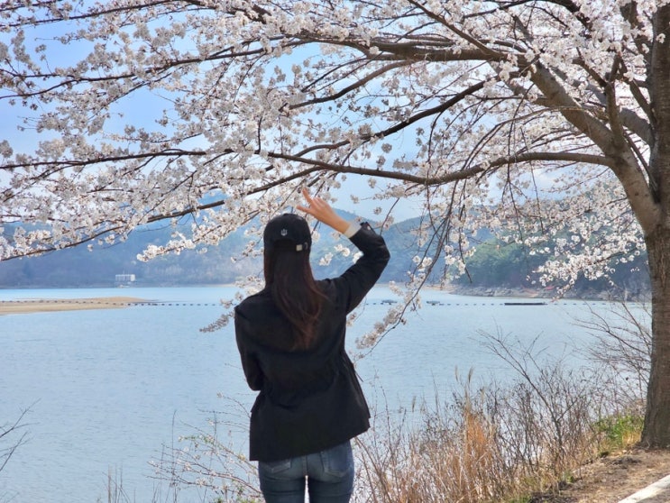  부산 벚꽃 개화 근교 벚꽃 명소 주차하고 피크닉 하기