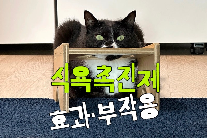 고양이 식욕촉진제 효과와 부작용｜미르타자핀 10개월 복용 후기