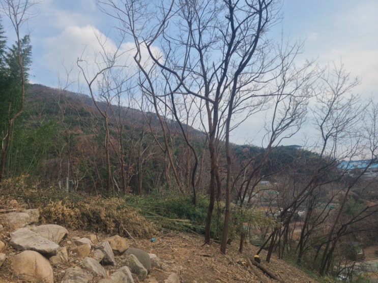  울산 테크노파크내 공공기관 경사면 약 250평 대나무제거대행 2일차("울산대나무제거대행")
