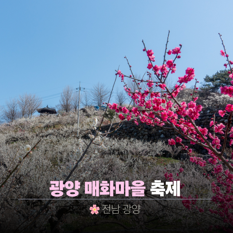  광양매화마을 실시간 축제 후기 | 제일먼저 찾아오는 봄꽃여행지
