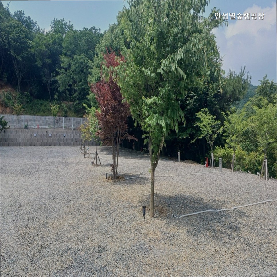 안성별숲캠핑장 사진 5