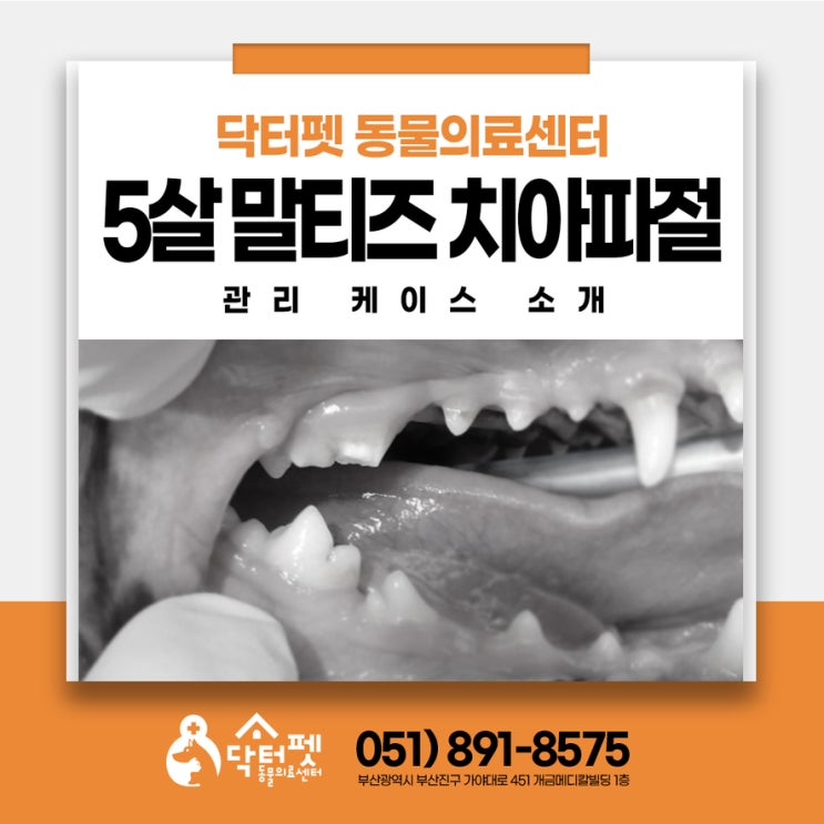  5살 말티즈 이빨이 부러졌어요! 부산 강아지 치과 동물병원