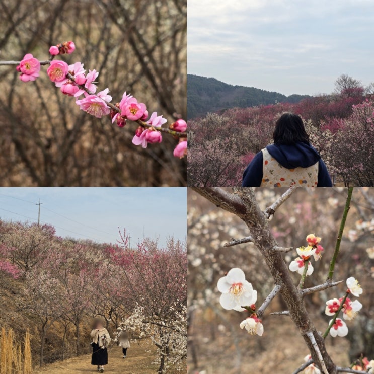  3월 경남 진주 가볼만한곳 진주매화숲 데이트 후기 (주차, 위치)