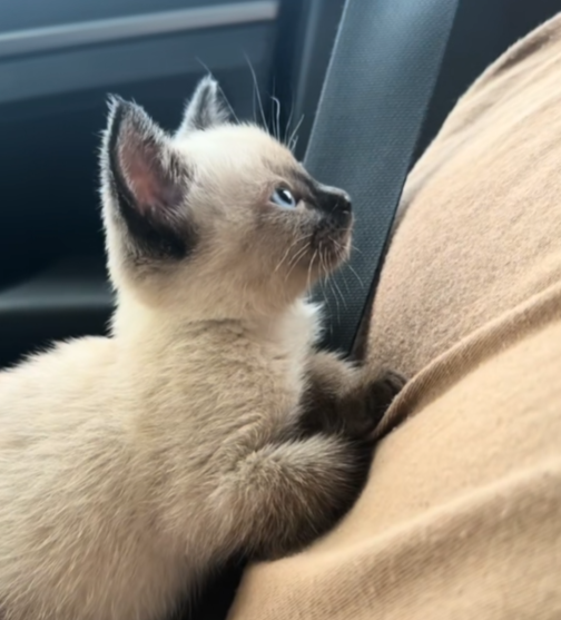  샴고양이 성격 개냥이 귀여운 고양이 특징 알아보라냥!