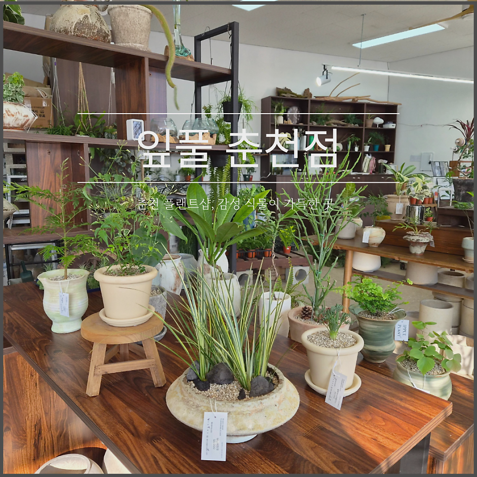 이디야커피 춘천점 사진 1