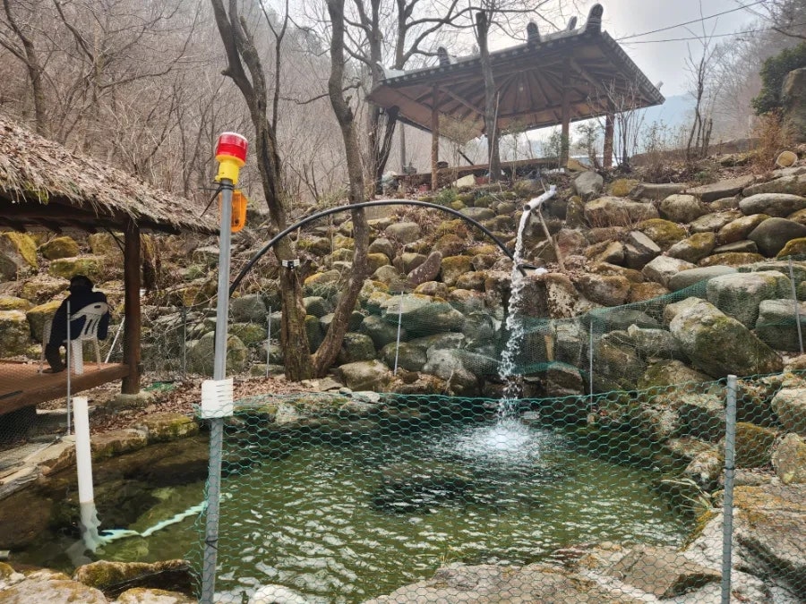 명품 송어 사진 6