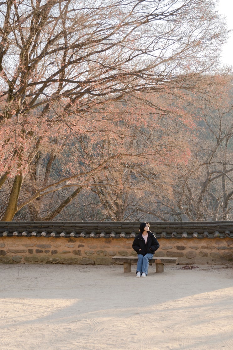  대구 가볼만한 곳, 조용히 숨 고르기 좋은 용연사의 겨울 풍경