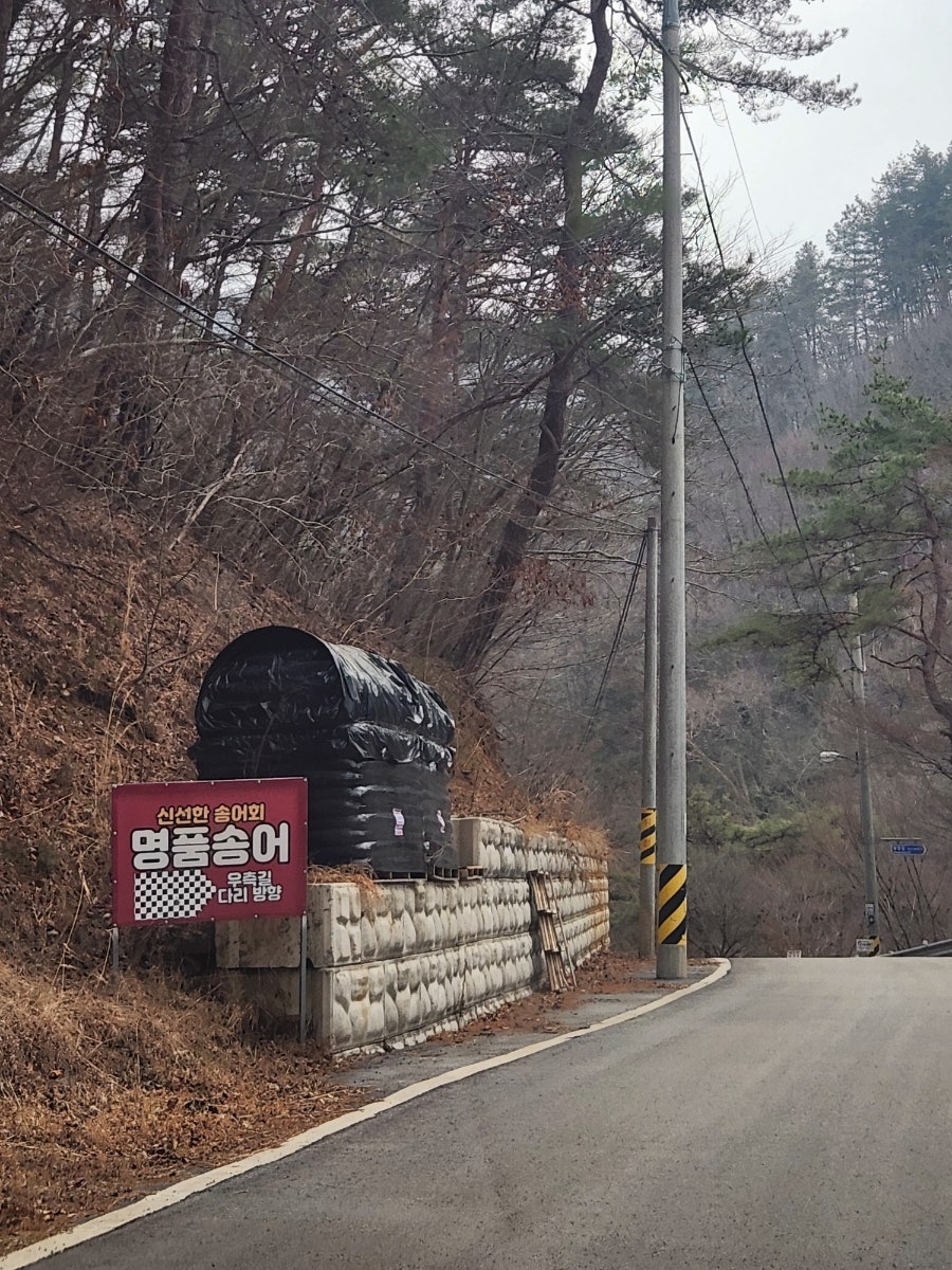 명품 송어 사진 1