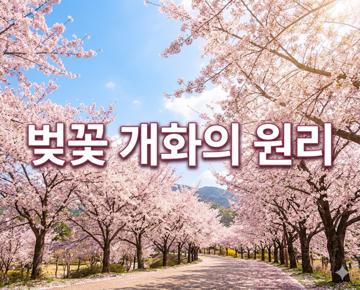  벚꽃 개화의 비밀 적산온도 온도 저축이 끝나야 봄꽃이 피는 이유