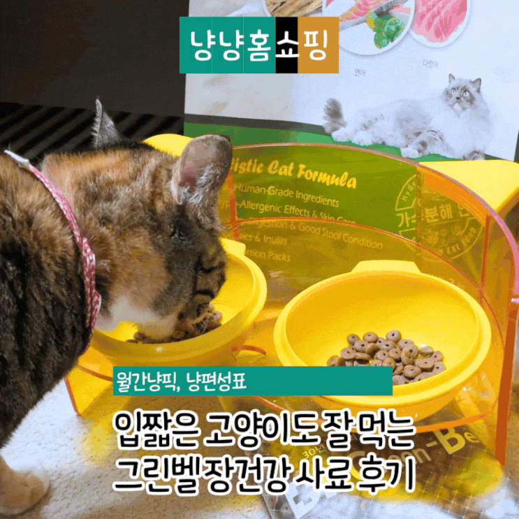  입짧은 고양이도 잘 먹는 그린벨 장건강 사료 후기
