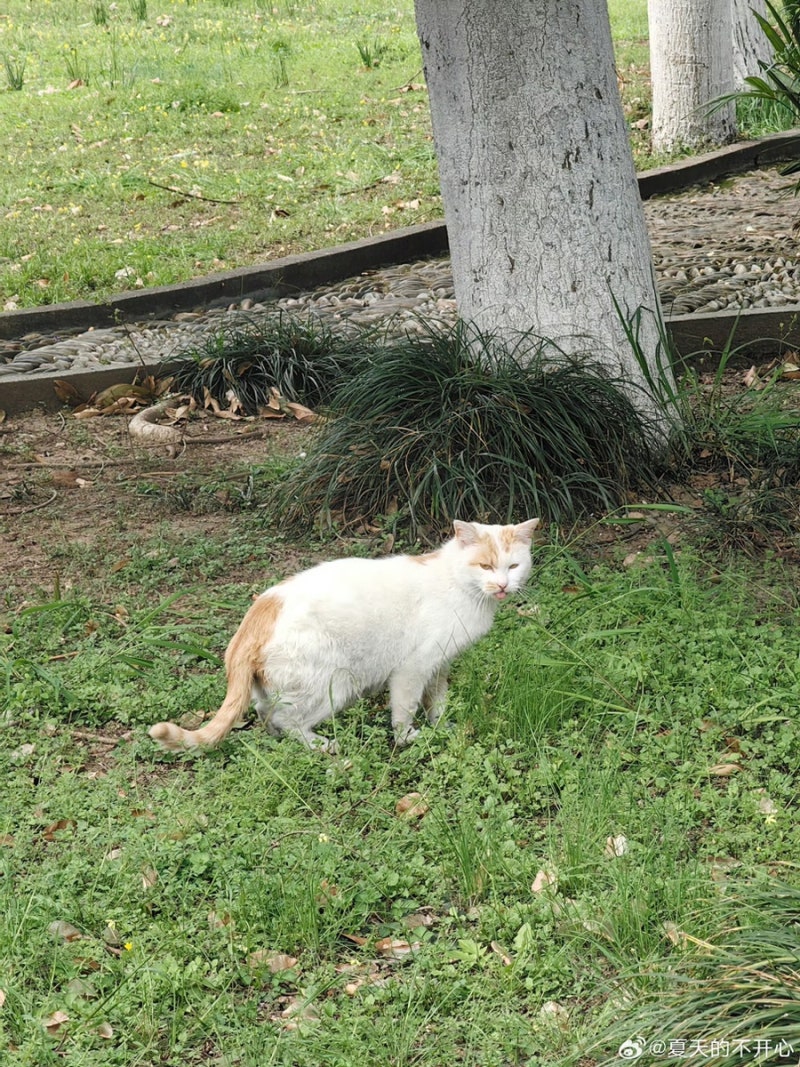 고양이꿈 고양이 죽는꿈 죽이는꿈