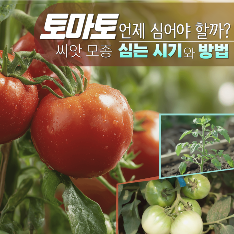  토마토 모종 심는 시기 방법 씨앗