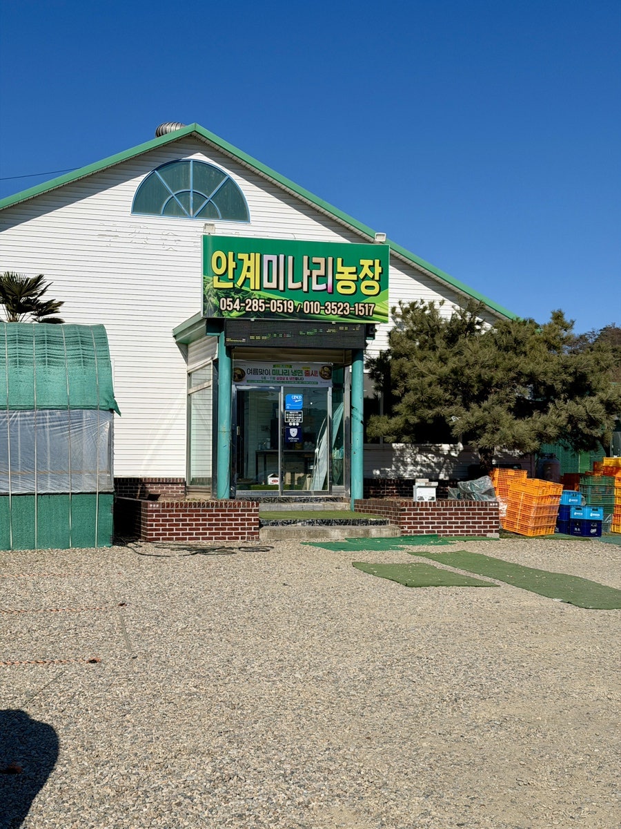 안계미나리농장 사진 4
