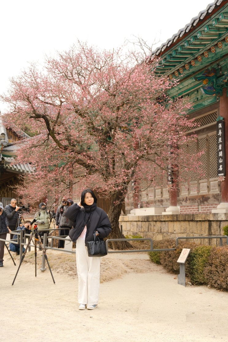  양산 통도사 홍매화, 누구보다 빠르게 봄을 맞이하고 싶어서 찾았지만 꽃망울만 잔뜩 보고 온 사심 가득한 여행