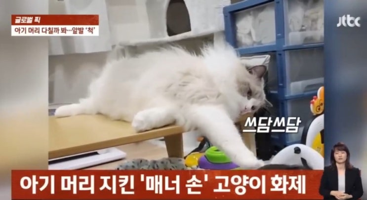  고양이 공동 육아 본능 있다? JTBC도 소개한 그 행동의 이유 아기랑 냥이 같이 키워도 될까?