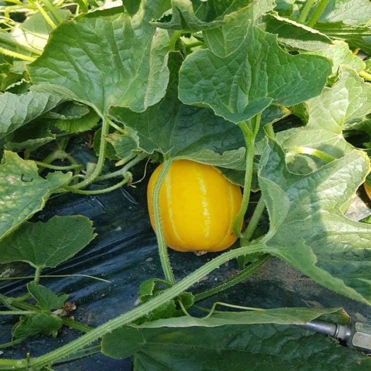 성주용암참외 못난이참외 맛집