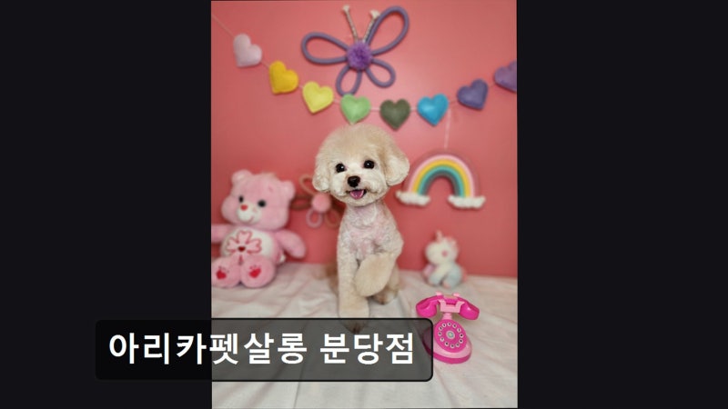아리카펫살롱 분당점