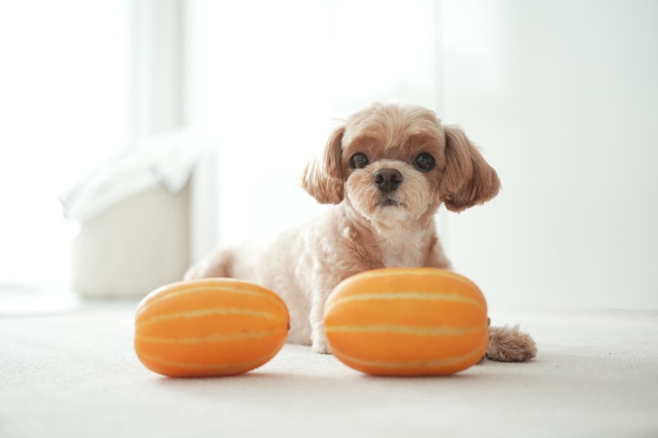  고양이 강아지 참외 급여 방법 주의점과 효능 정리