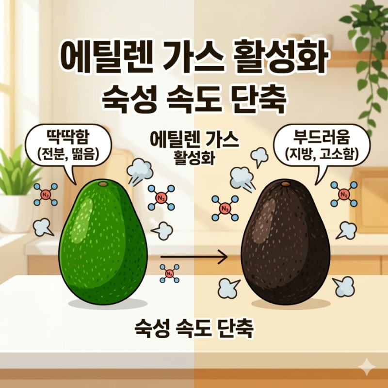 아보카도숙성방법 딱딱한 아보카도 빠르게 후숙하는 꿀팁과 주의사항 총정리