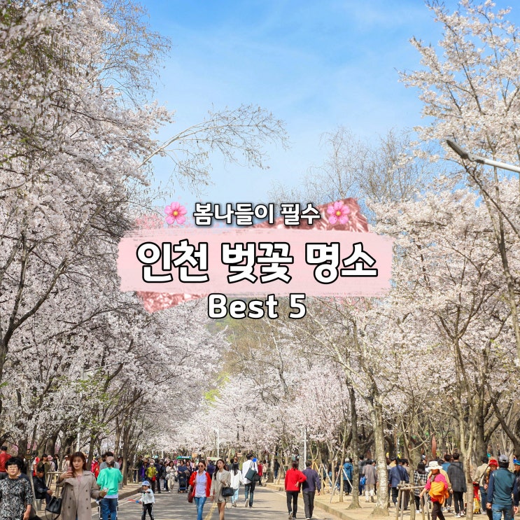  인천 벚꽃 명소 Best 5 인천대공원, 송도 센트럴파크 외