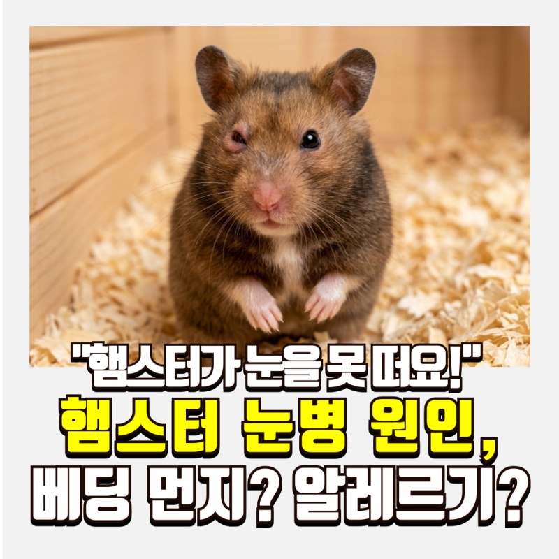 햄스터 눈병 원인과 증상, 베딩 먼지 알레르기 구분법 및 특수동물 병원 안약 치료 가이드
