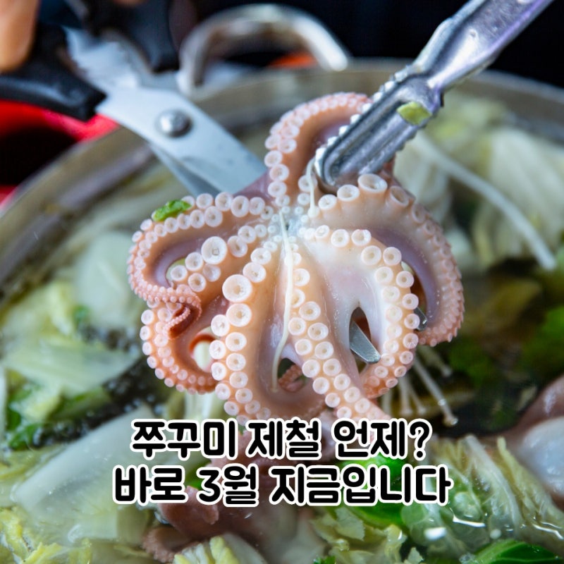 쭈꾸미 제철 언제? 바로 3월 지금입니다