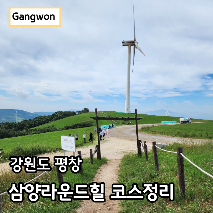 대관령 삼양목장 아기랑 강원도 평창 가볼만한곳 삼양라운드힐 후기