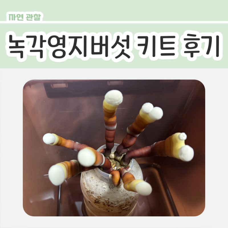 녹각영지버섯 키우기 키트 후기