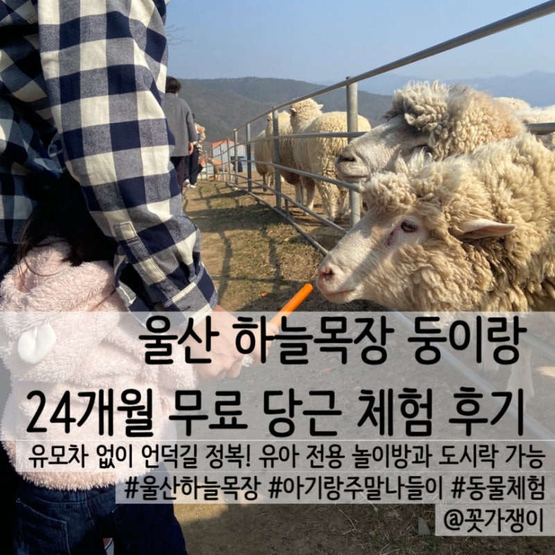 울산 하늘목장 아기랑 24개월 무료 당근 먹이 체험과 실내 놀이방까지
