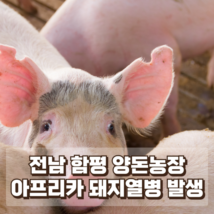  전남 함평 양돈농장 아프리카 돼지열병 발생...양돈업계 긴장 이유