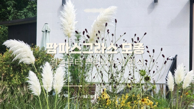 팜파스그라스 모종 월동 성공 푸밀라 뿌리나누기 번식 방법 후기