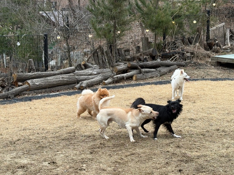 별똥구리
