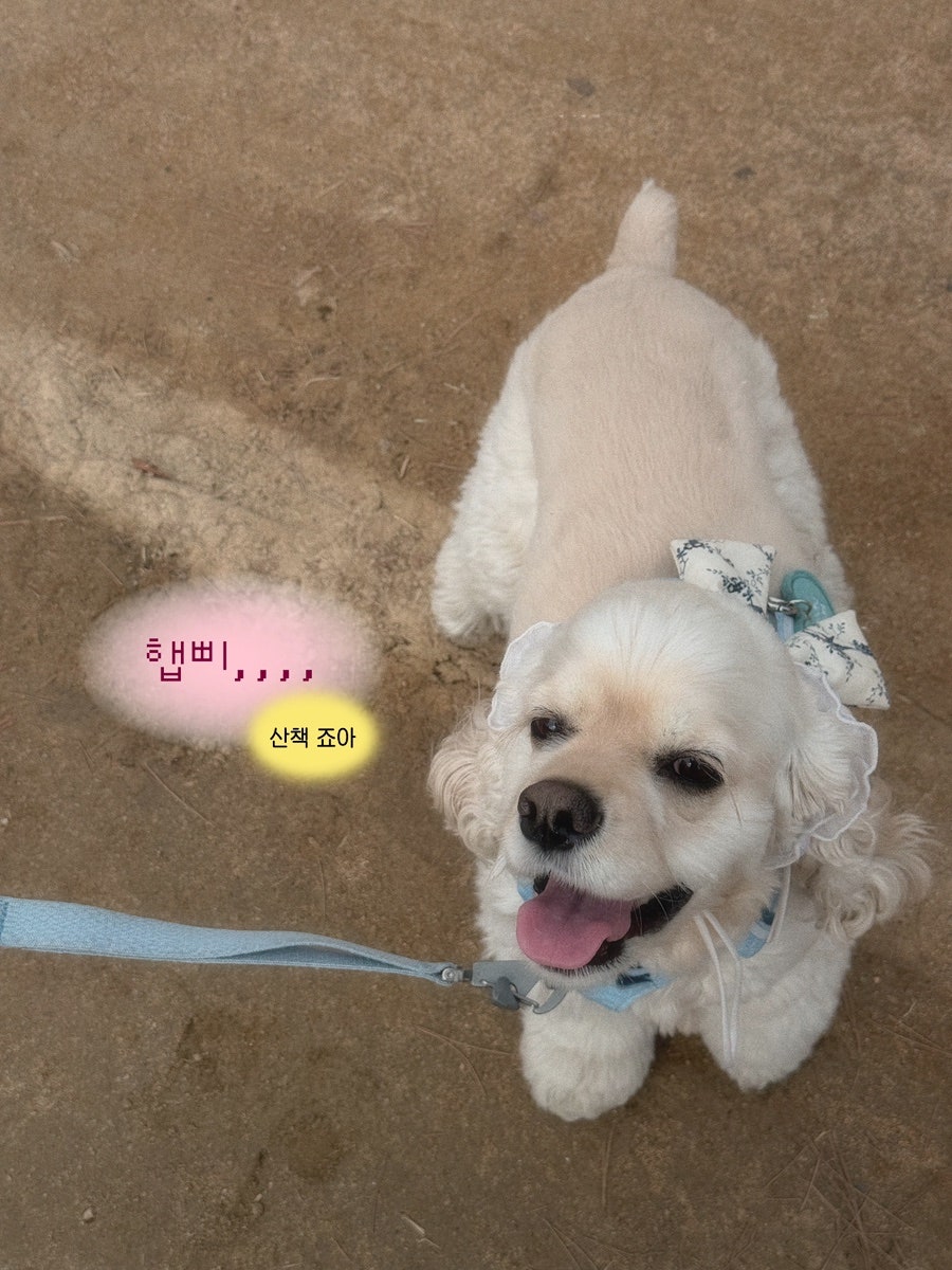 하우그레잇 디저트카페 사진 2