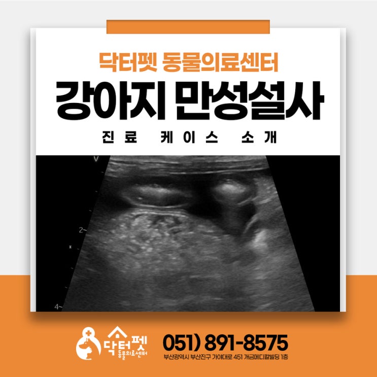  11살 강아지가 설사를 해요 부산 강아지 내과 PLE 단백 소실성 장병증