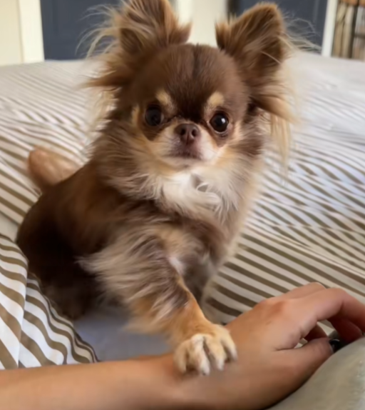  초소형견 미니 치와와 성격 장모 단모 치와와 털빠짐 미용