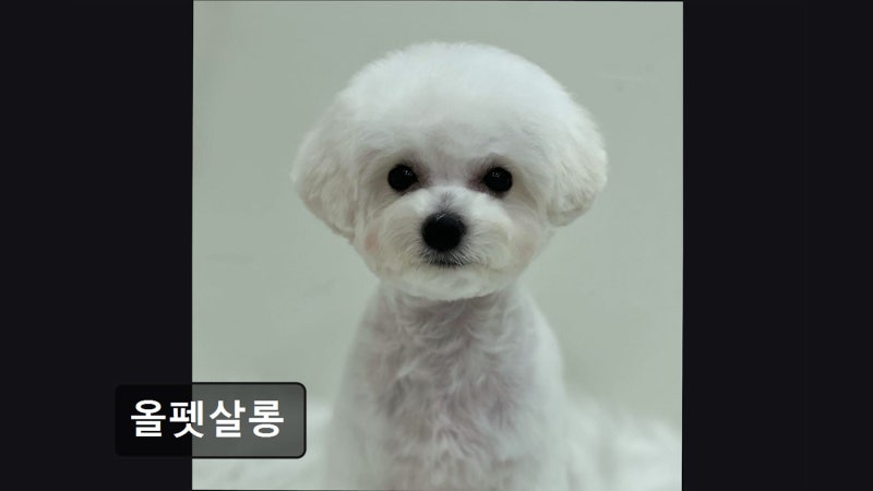 올펫살롱