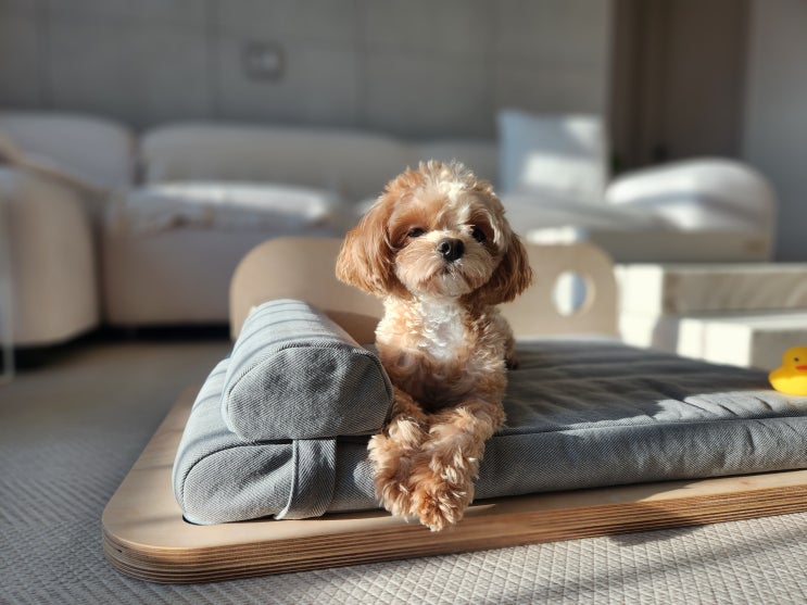 강아지 감기 증상 콧물 재채기 대처법 총정리