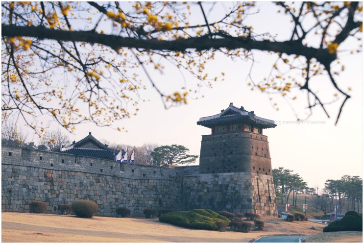  수원화성 장안공원_ 행궁동 3월 산수유 개화현황