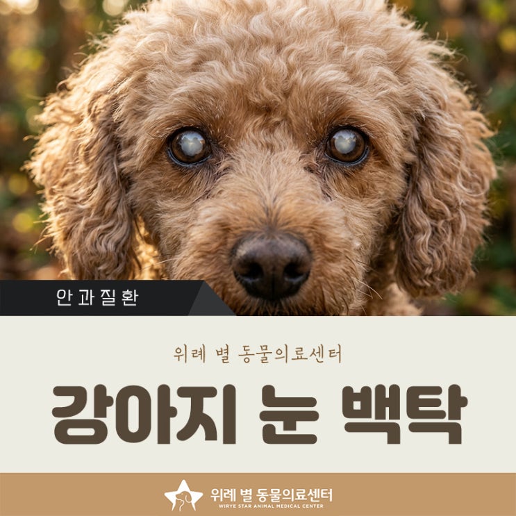 강아지 눈 백탁, 하얗게 보이는 이유 핵경화vs백내장