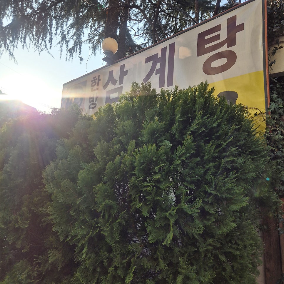황금오리 사진 2