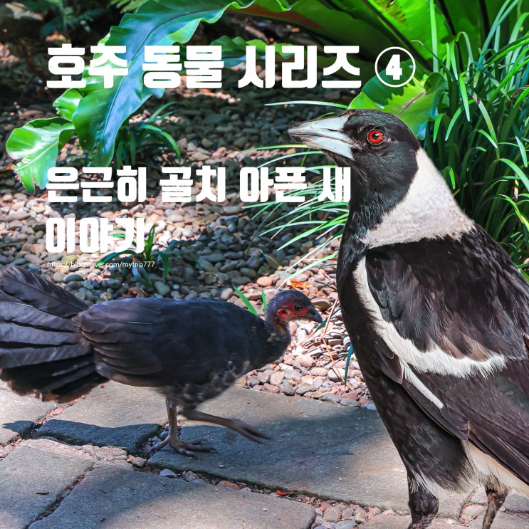  은근히 골치 아픈 새들 | 호주 까치 Magpie와 호주 덤불 칠면조 Brush-turkey 이야기 (호주 동물 시리즈 ④)
