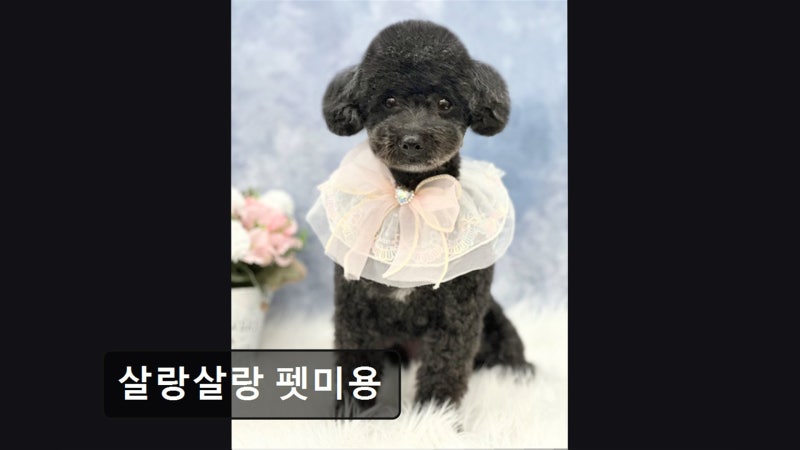 사진 2